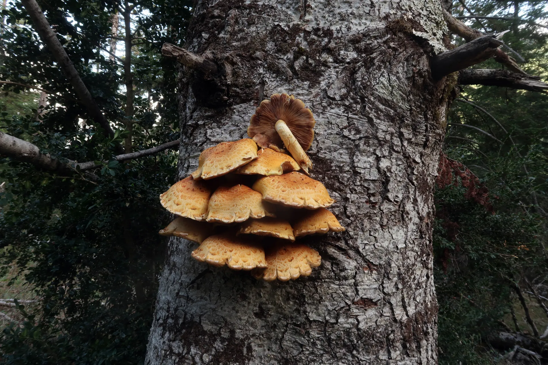 Pholiota aurivella - 1 - IMG_0370